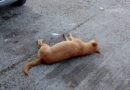 Hallan sin vida a siete lomitos en calles del centro de Charcas