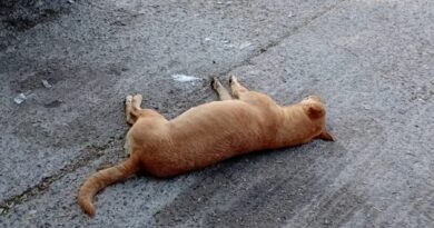 Hallan sin vida a siete lomitos en calles del centro de Charcas